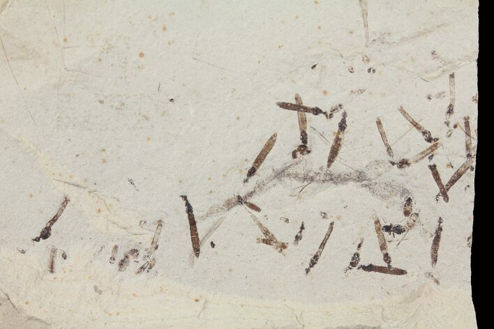 Fossil Crane Fly Larvae - Green River Formation #94973